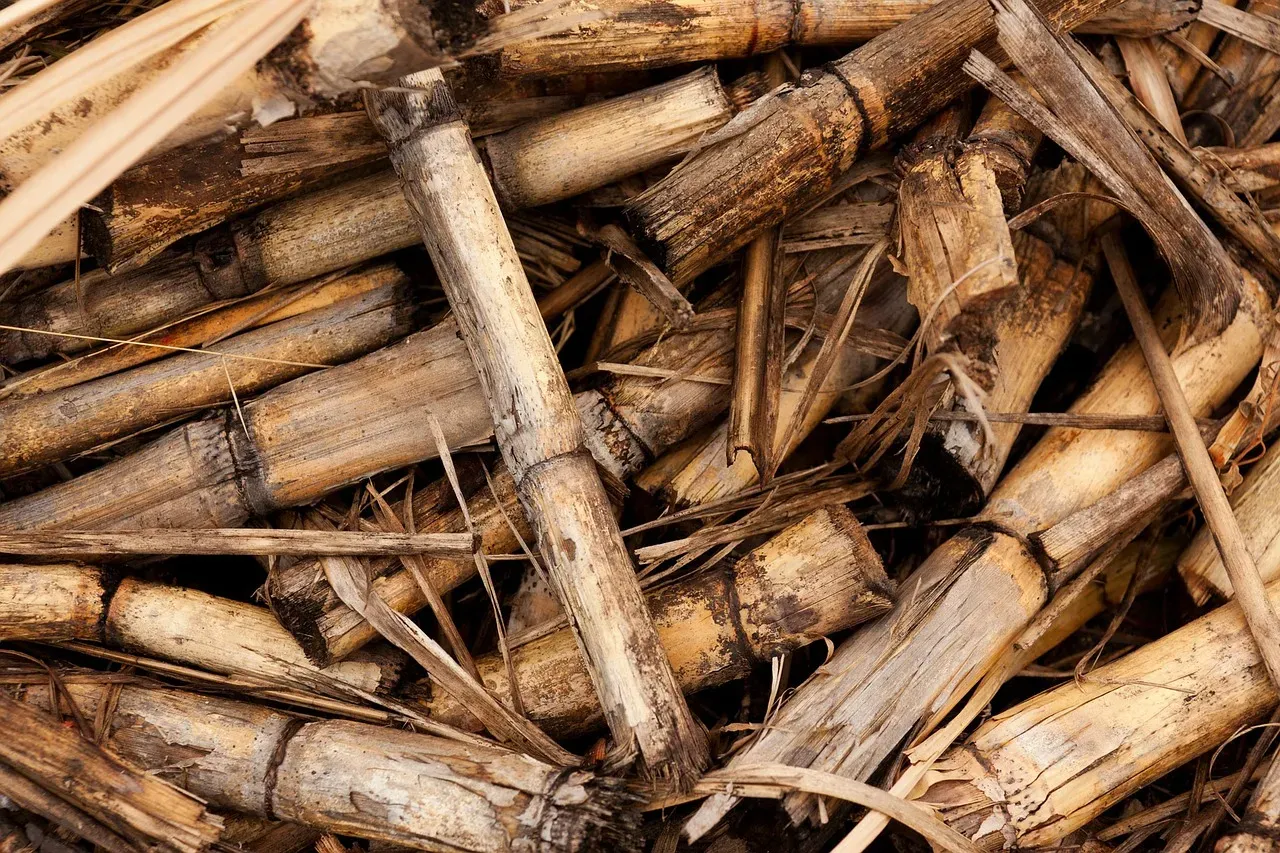 A imagem mostra um close-up de pedaços de cana-de-açúcar quebrados e amassados.
